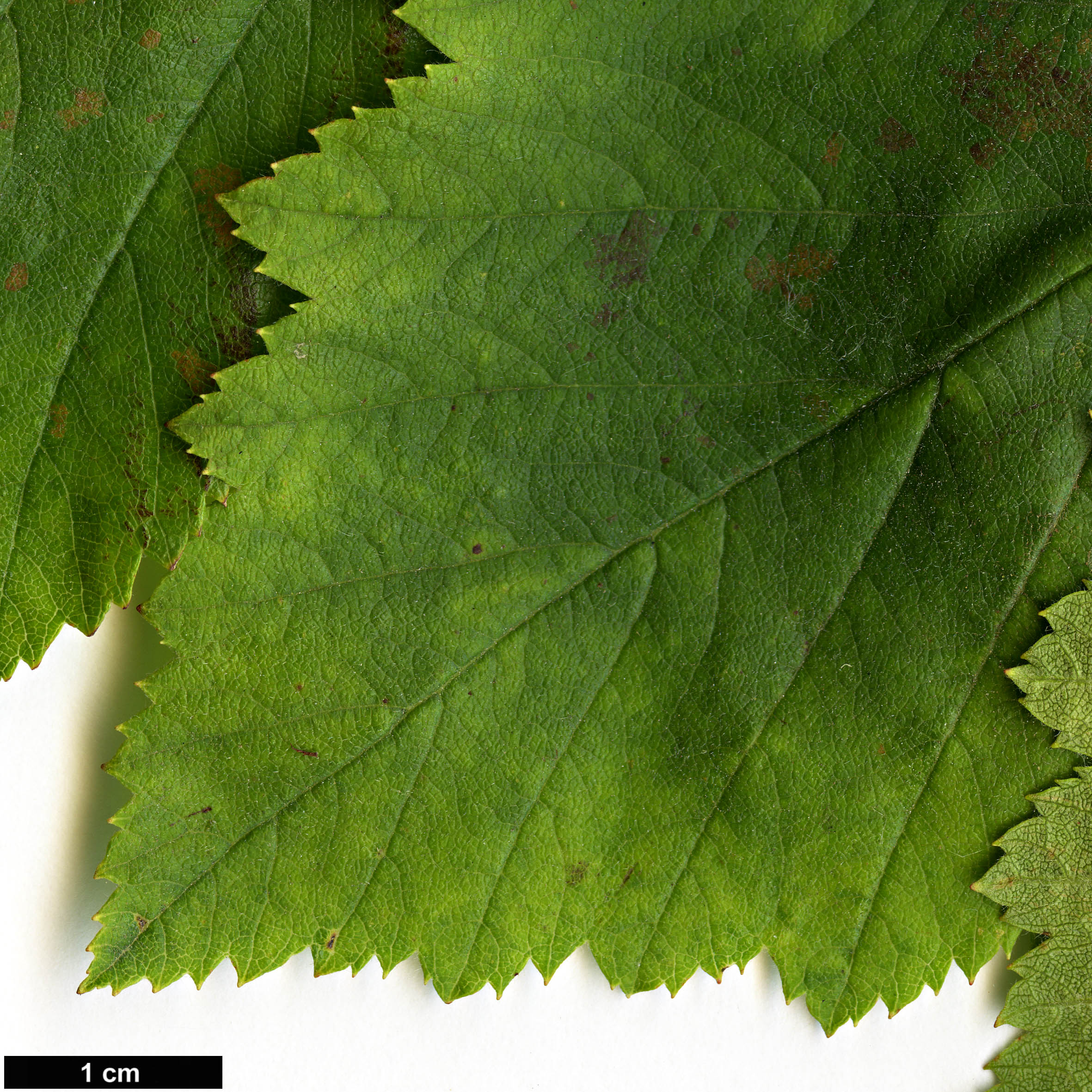 High resolution image: Family: Rosaceae - Genus: Crataegus - Taxon: coccinea - SpeciesSub: var. fulleriana High resolution image: Family: Rosaceae - Genus: Crataegus - Taxon: coccinea - SpeciesSub: var. fulleriana